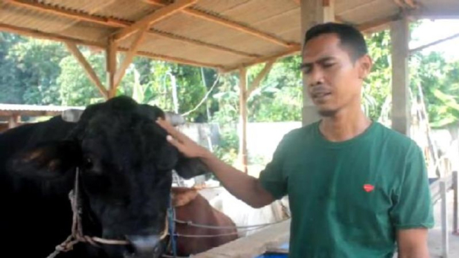 melihat-sapi-kurban-presiden-jokowi-di-lampung-miliki-berat-920-kg-dan-tinggi-1-5-meter_adb1b7c.jpg