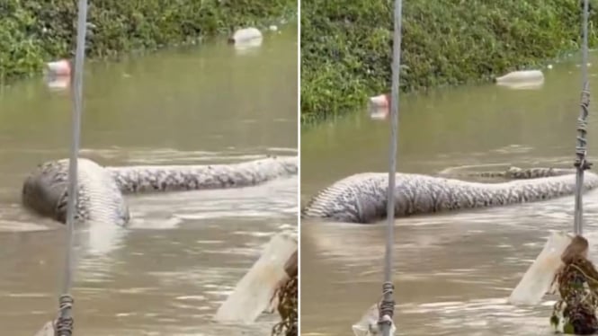 ngeri-video-viral-penampakan-ular-raksasa-muncul-saat-banjir-netizen-gede-banget_418716c.jpg