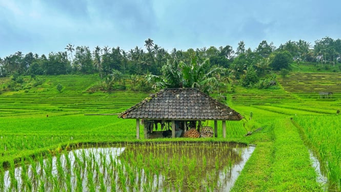 bado-bangunan-kecil-di-tengah-hamparan-sawah-berundak-jadi-daya-tarik-wisata-desa-jatiluwih_a867c11.jpg