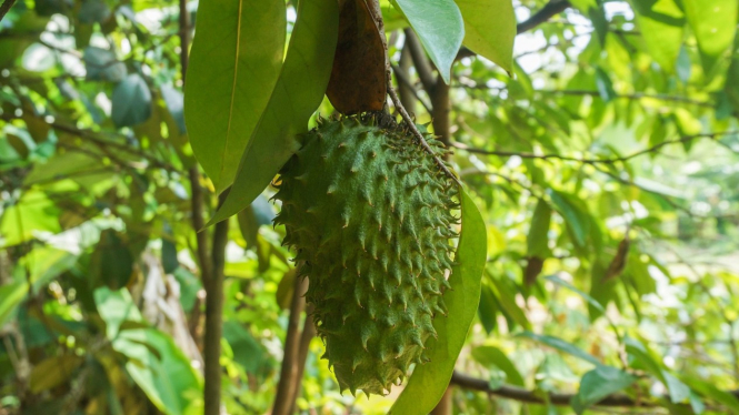 5-manfaat-luar-biasa-buah-sirsak-bagi-kesehatan-tubuh_3fabcc4.jpg