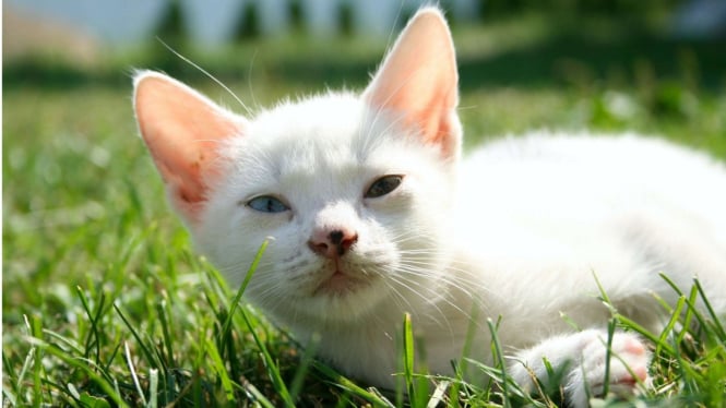 7-cara-ampuh-dan-aman-mengusir-kucing-liar-dari-rumah-tanpa-menyakitinya_ffcfb2b.jpg