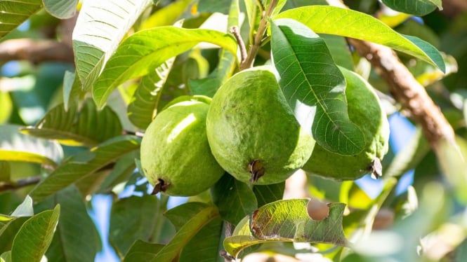 manfaat-daun-jambu-biji-bagi-kesehatan-lengkap-dengan-kandungan-nutrisi-di-dalamnya_6da24c6.jpg