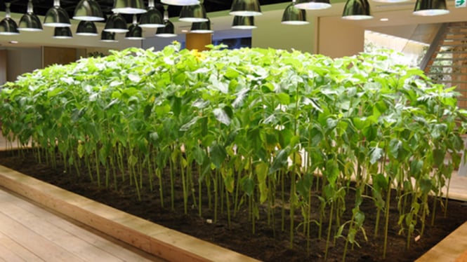 memikat-anak-lewat-urban-farming_c343e5a.jpg