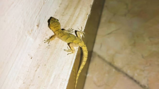 tak-perlu-dibunuh-begini-5-cara-mengusir-cicak-di-rumah-secara-alami-tanpa-pakai-racun_f7783c2.jpg